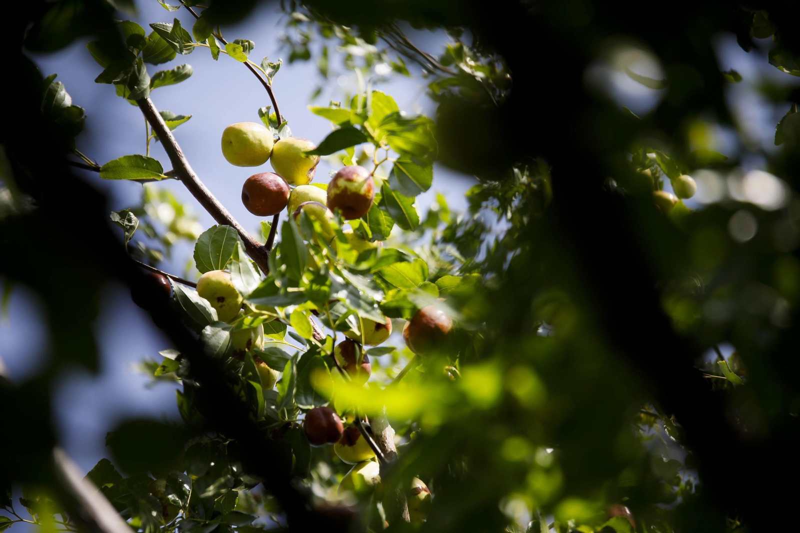 Imágenes del cultivo de azufaifas en Abrucena