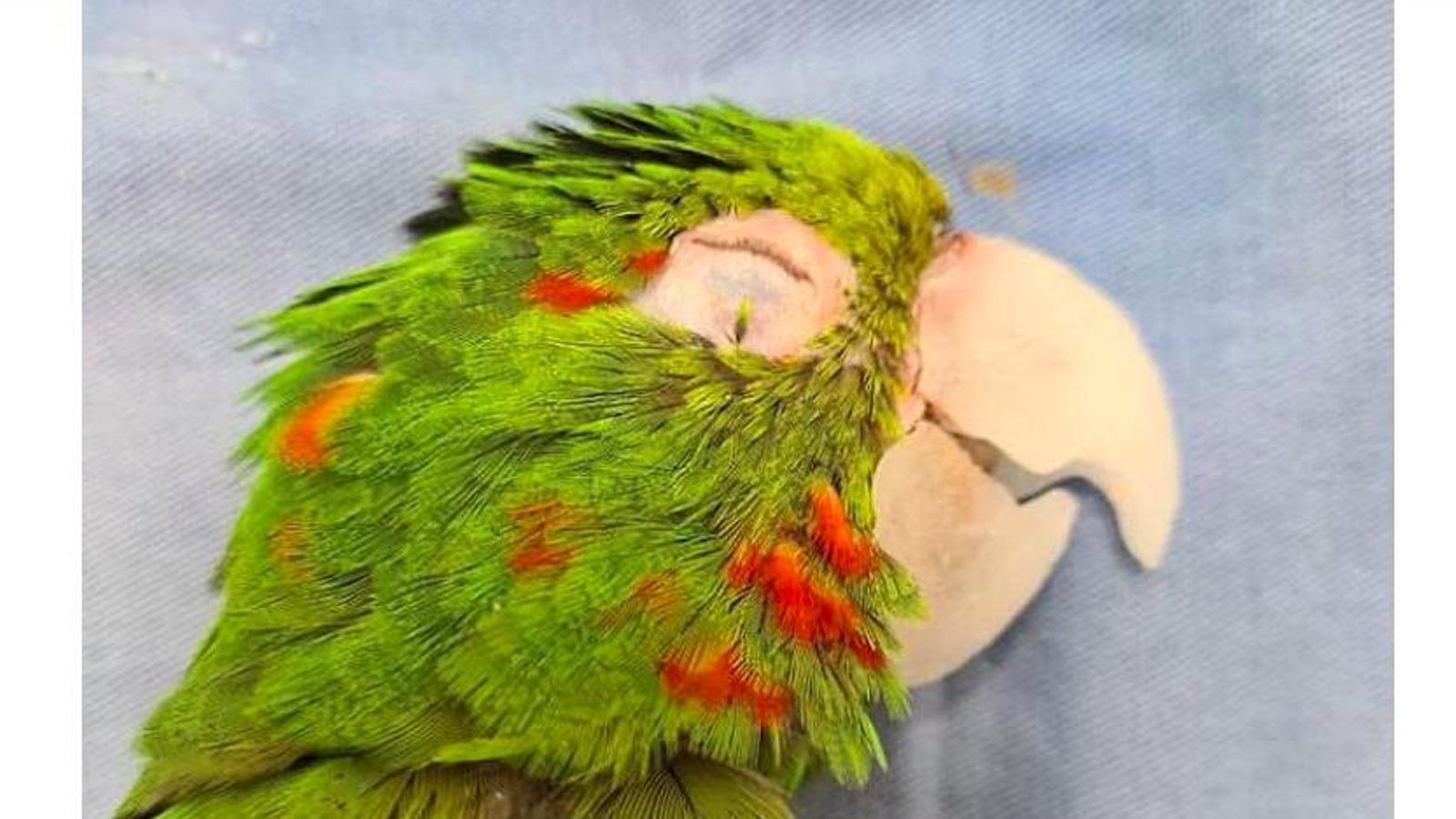 Loro con el pico reconstruido