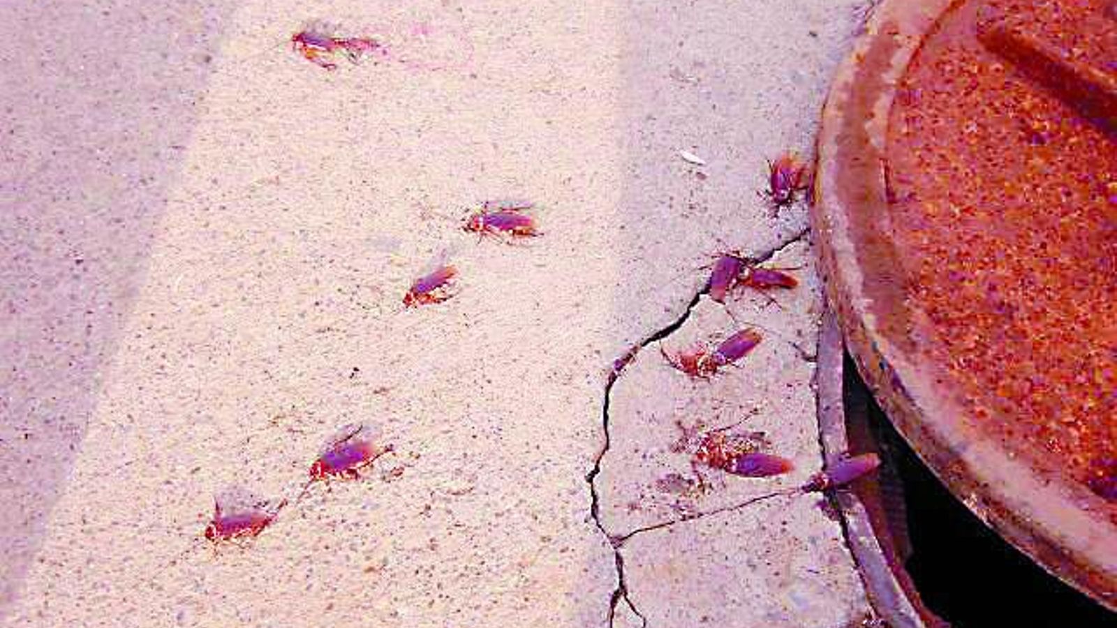 Cucarachas saliendo de una alcantarilla mal sellada huyendo de los insecticidas