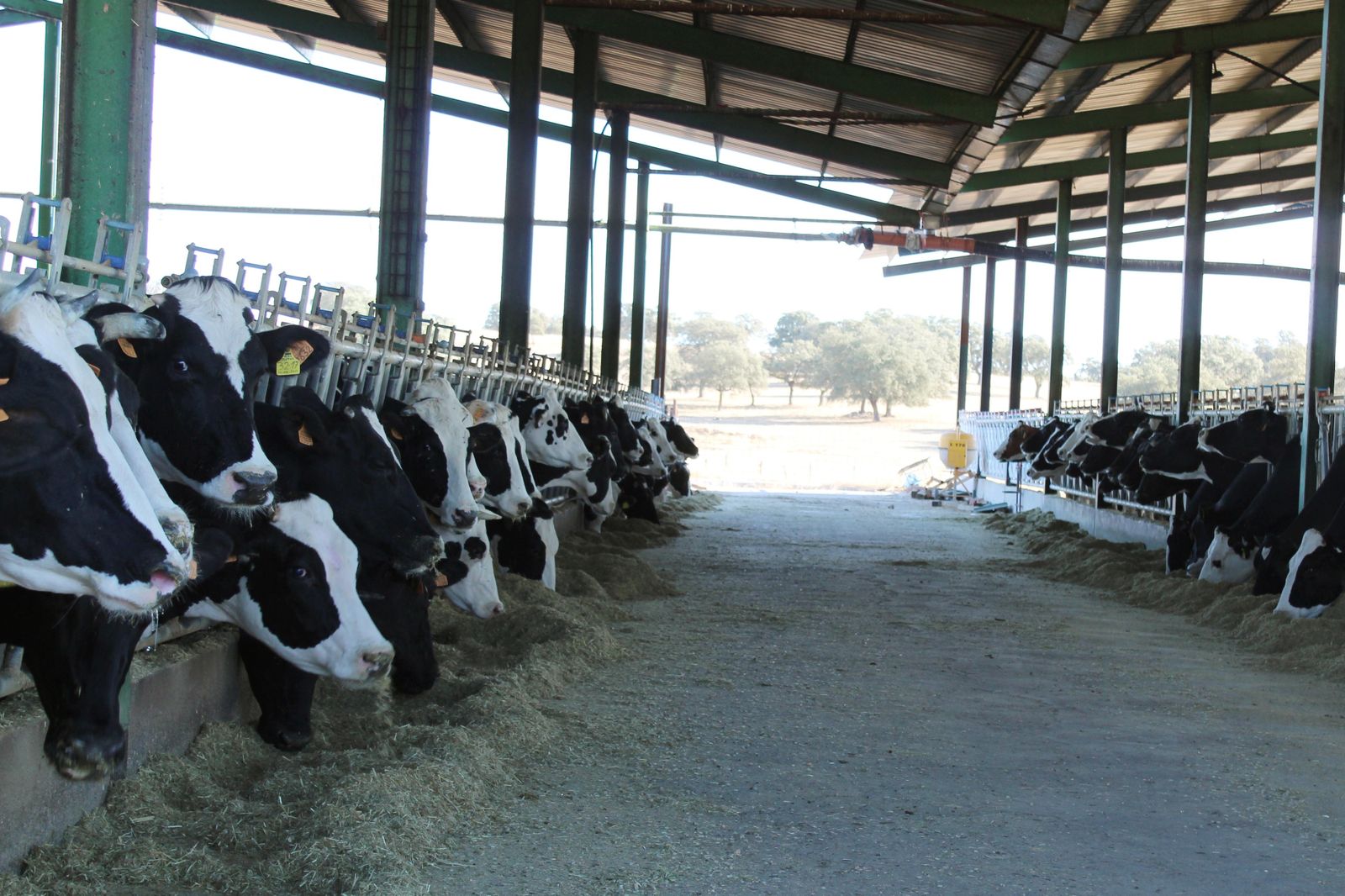 Granja de vacuno de leche en Los Pedroches.