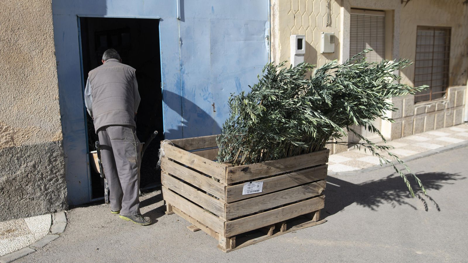 Un vecino de Escúzar descarga olivos en el almacén de su casa en el centro del pueblo.