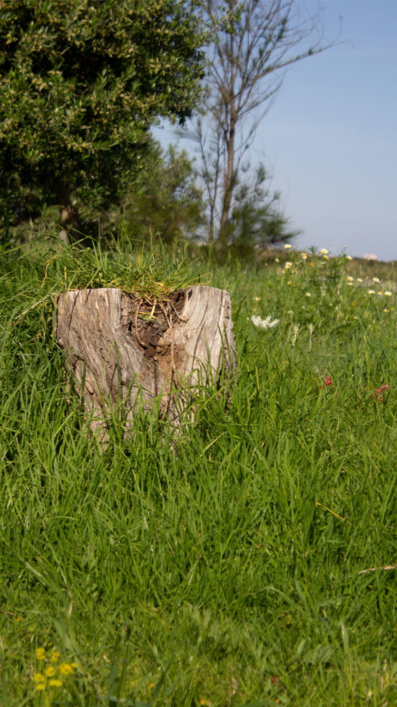 Fotos del parque municipal El Torrejón