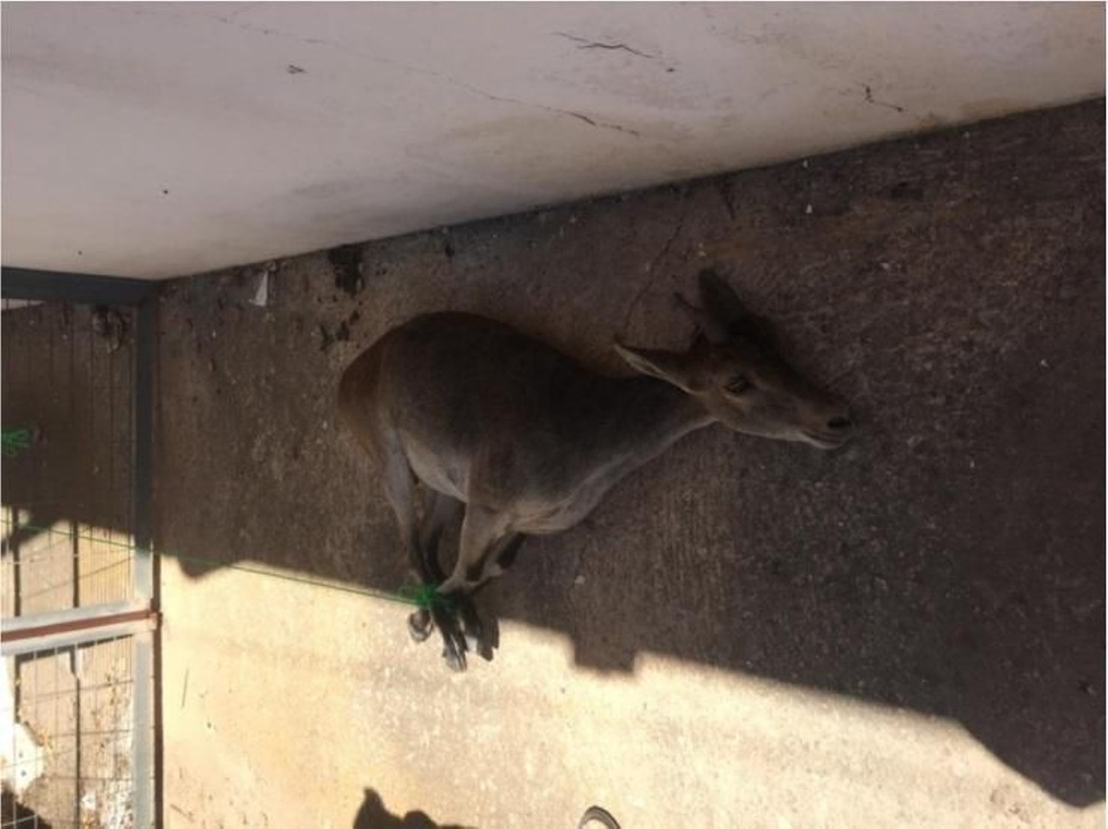 Animal herido que apareció el día después de los presuntos disparos.