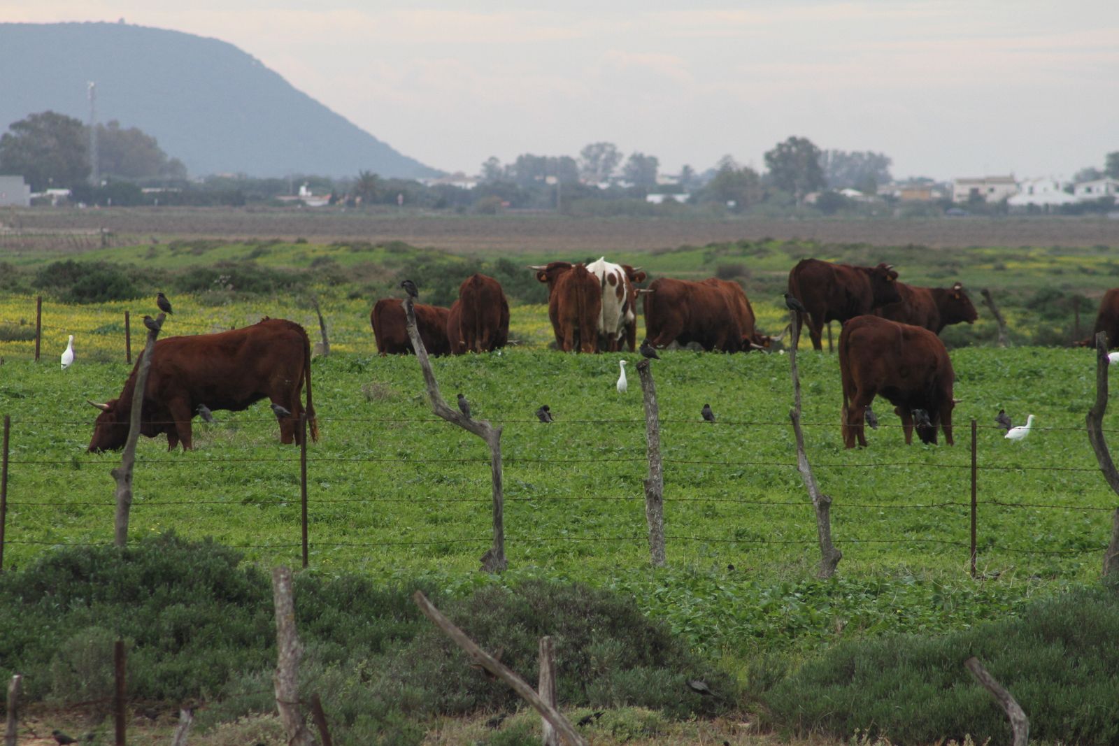 La ganadería retinta de la Janda tomará protagonismo en las cocinas de los 17 establecimientos que participan en esta cuarta ruta gastronómica de Conil.