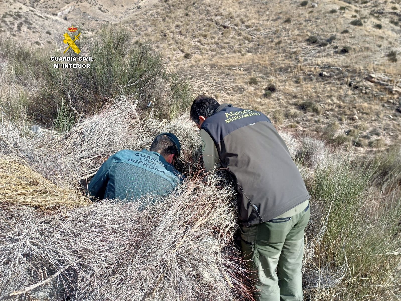 Los agentes encuentran el cadáver del águila.