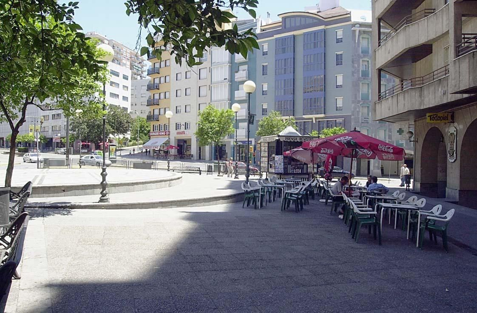 Triste adiós a la palmera más famosa de Huelva: Imágenes de sus 130 años de historia