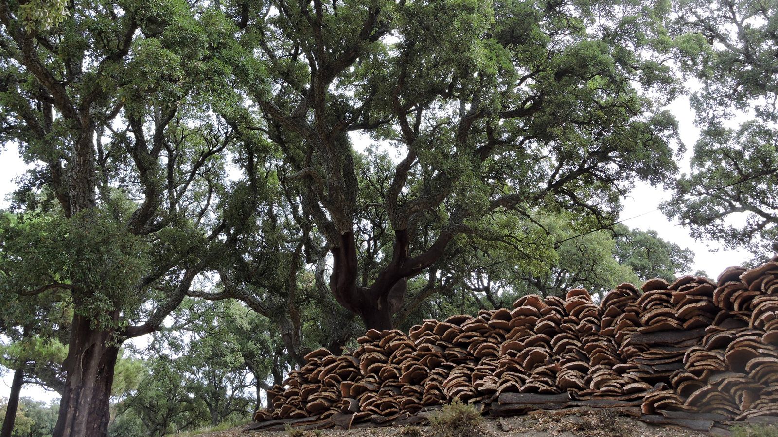 Patio de corchas en el Raspadero.