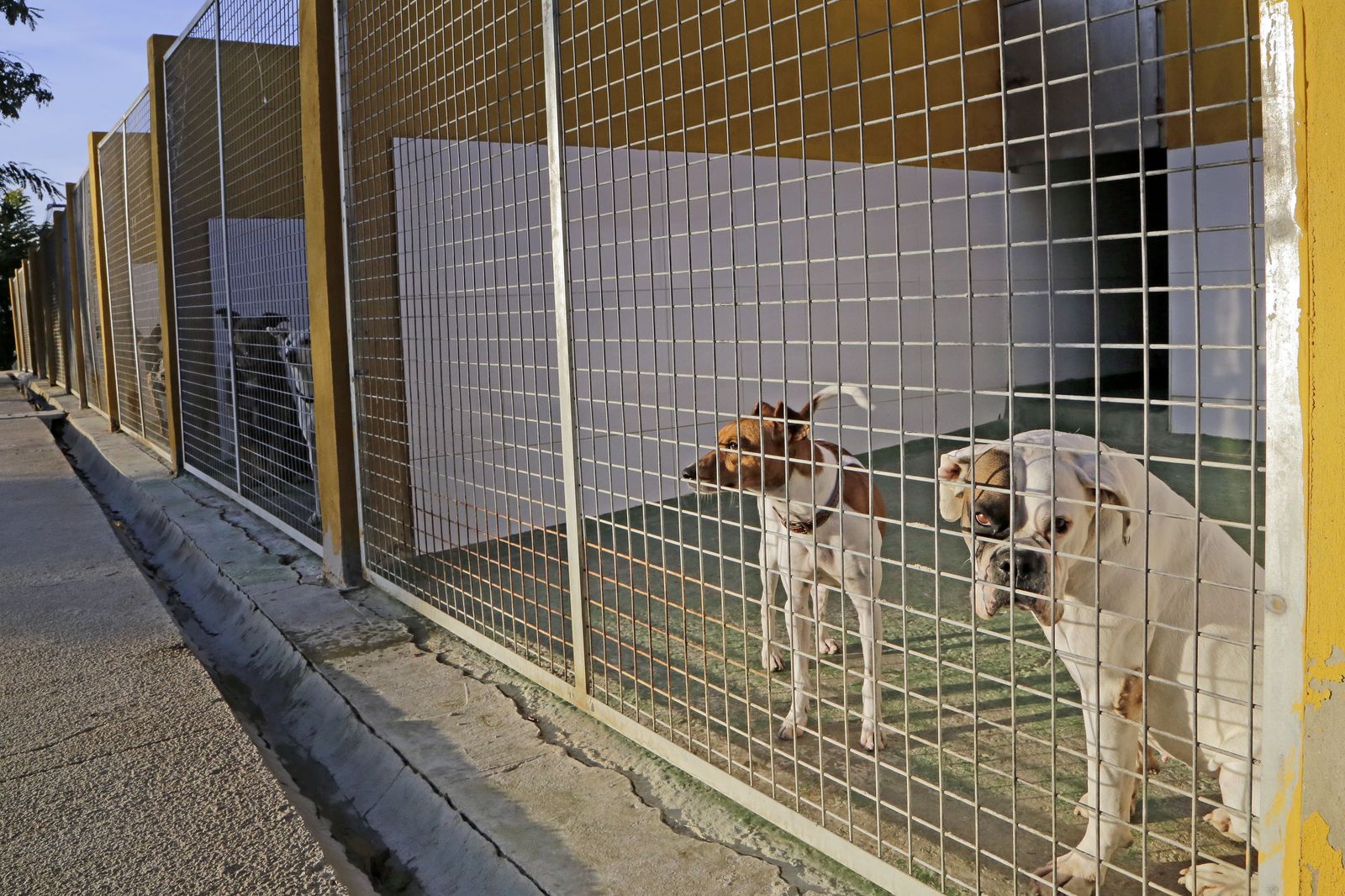 Instalaciones y perros de 'No Me Abandones', en una imagen de archivo.