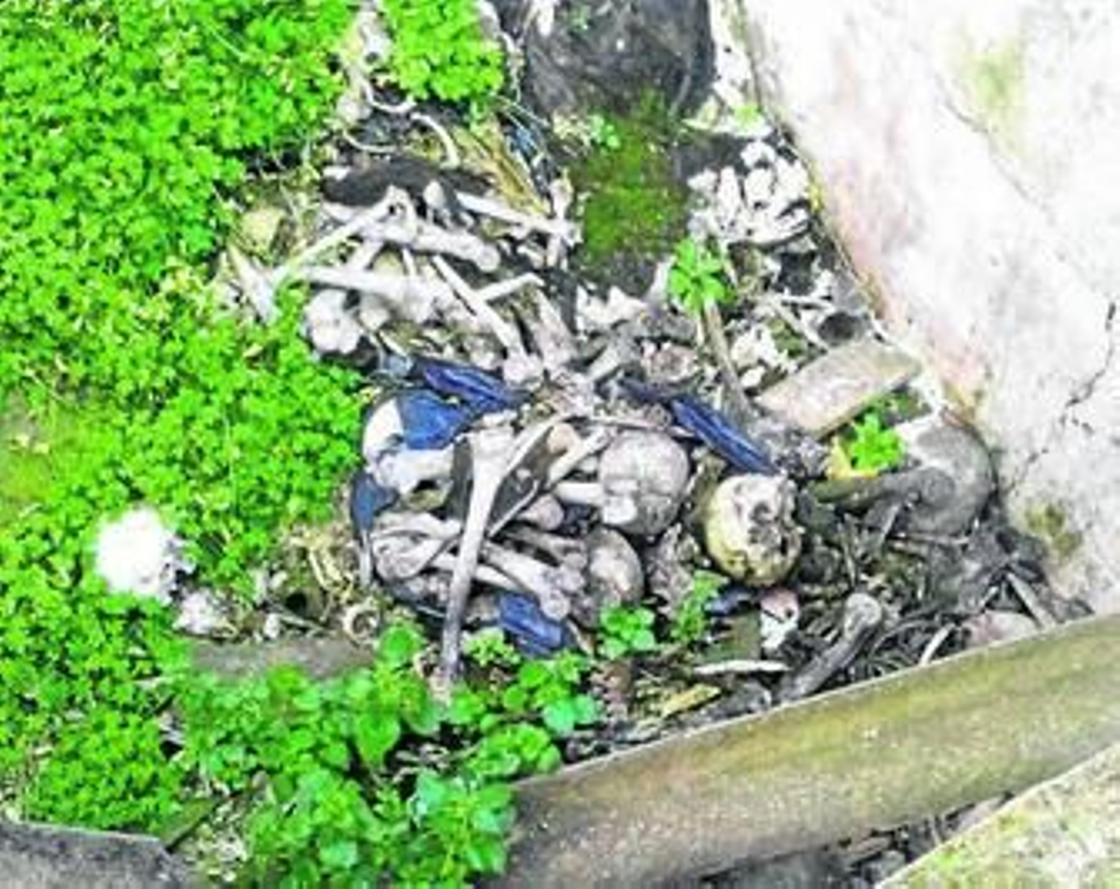 Los huesos y cráneos humanos que han aparecido en el camposanto.