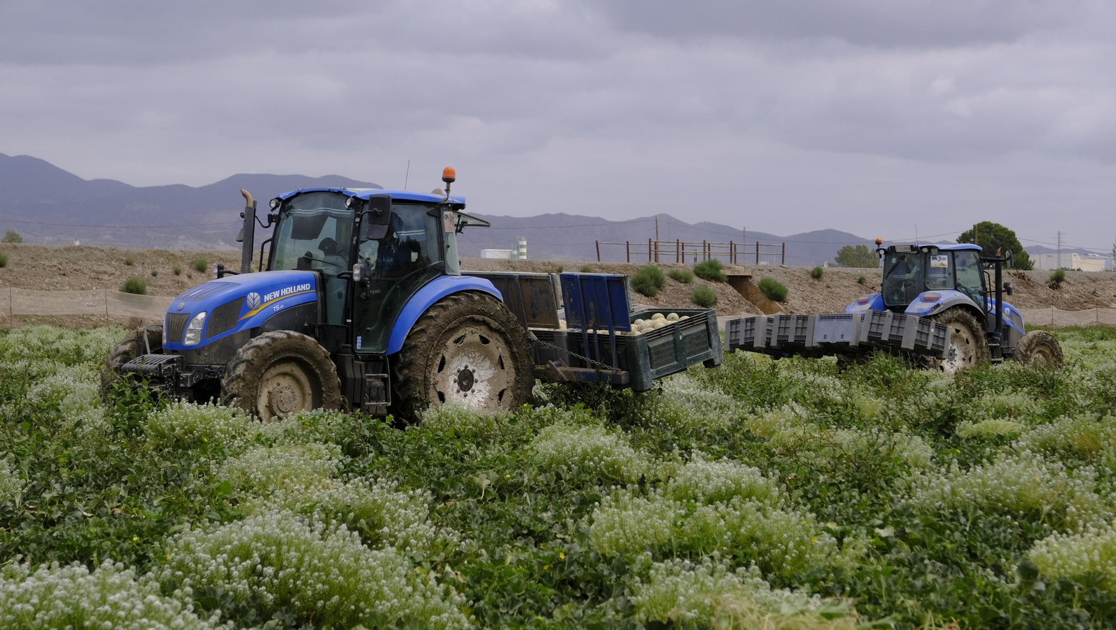 La sandía y el melón de Huércal Overa, manjares en imágenes