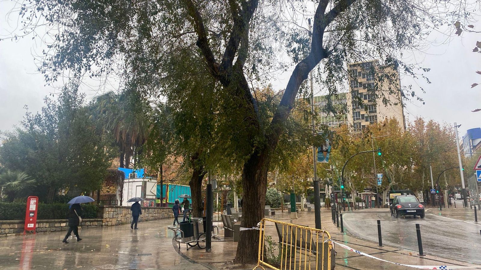 Árbol acordonado en Jaén capital.