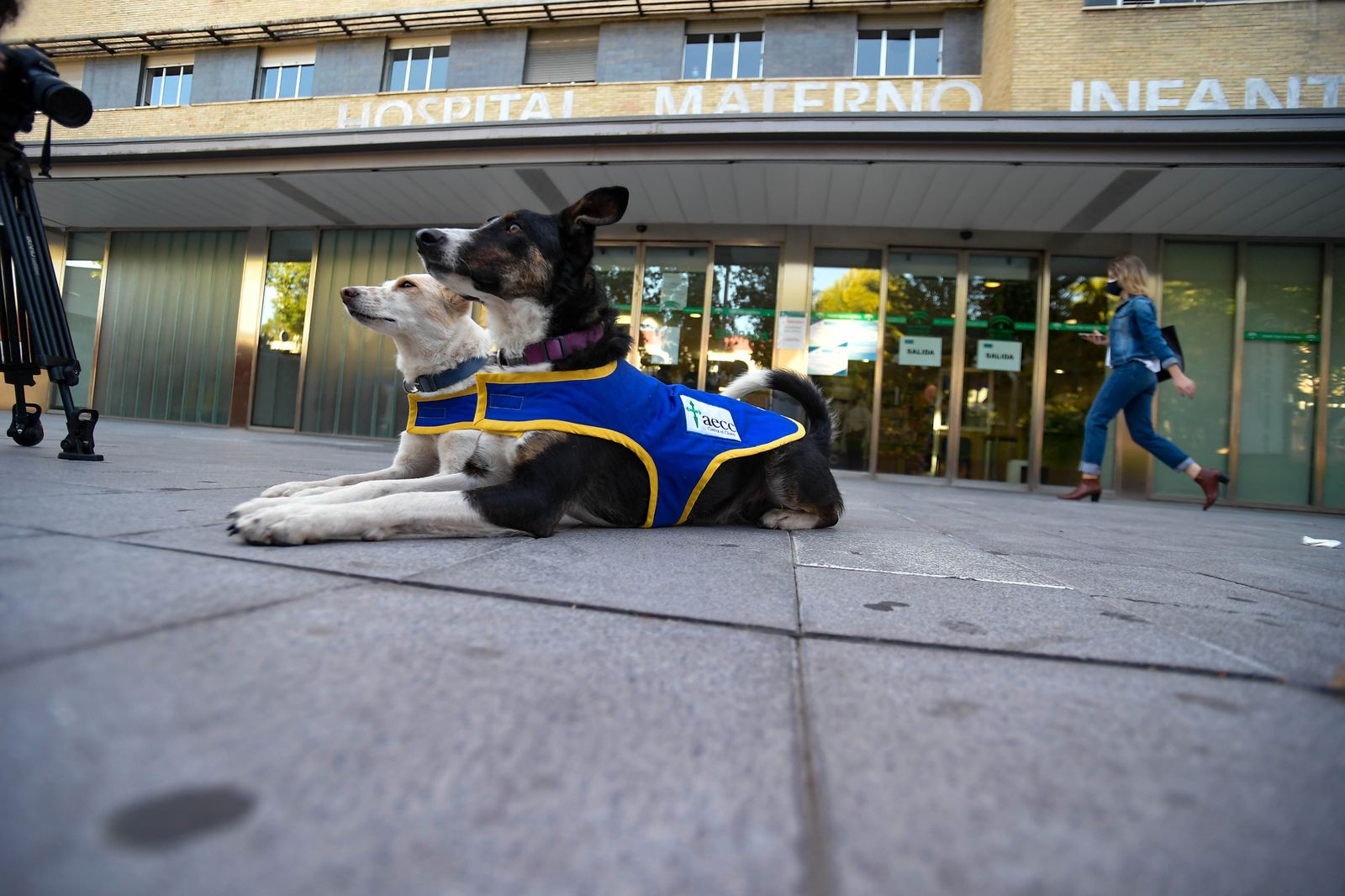 Fotos de los perros que sirven de terapia a los niños del Maternal de Granada