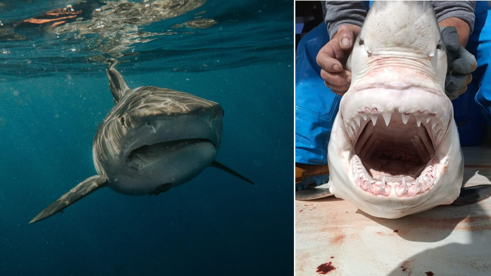 El tiburón blanco capturado en aguas del Mediterráneo español