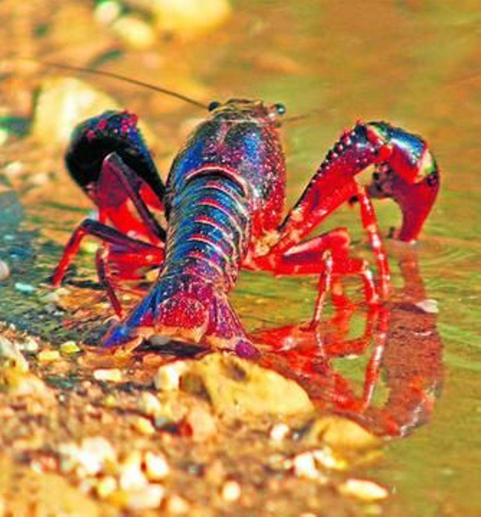 Un ejemplar del cangrejo rojo americano.