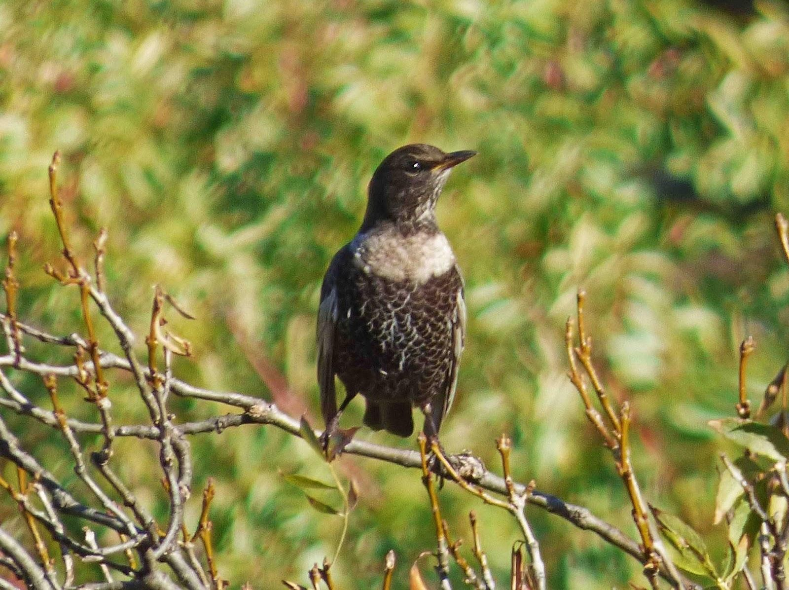 En el parque natural habitan un sinfín de pájaros que encuentran en este lugar su lugar perfecto para vivir y procrear. En el parque natural habitan un sinfín de pájaros que encuentran en este lugar su lugar perfecto para vivir y procrear.