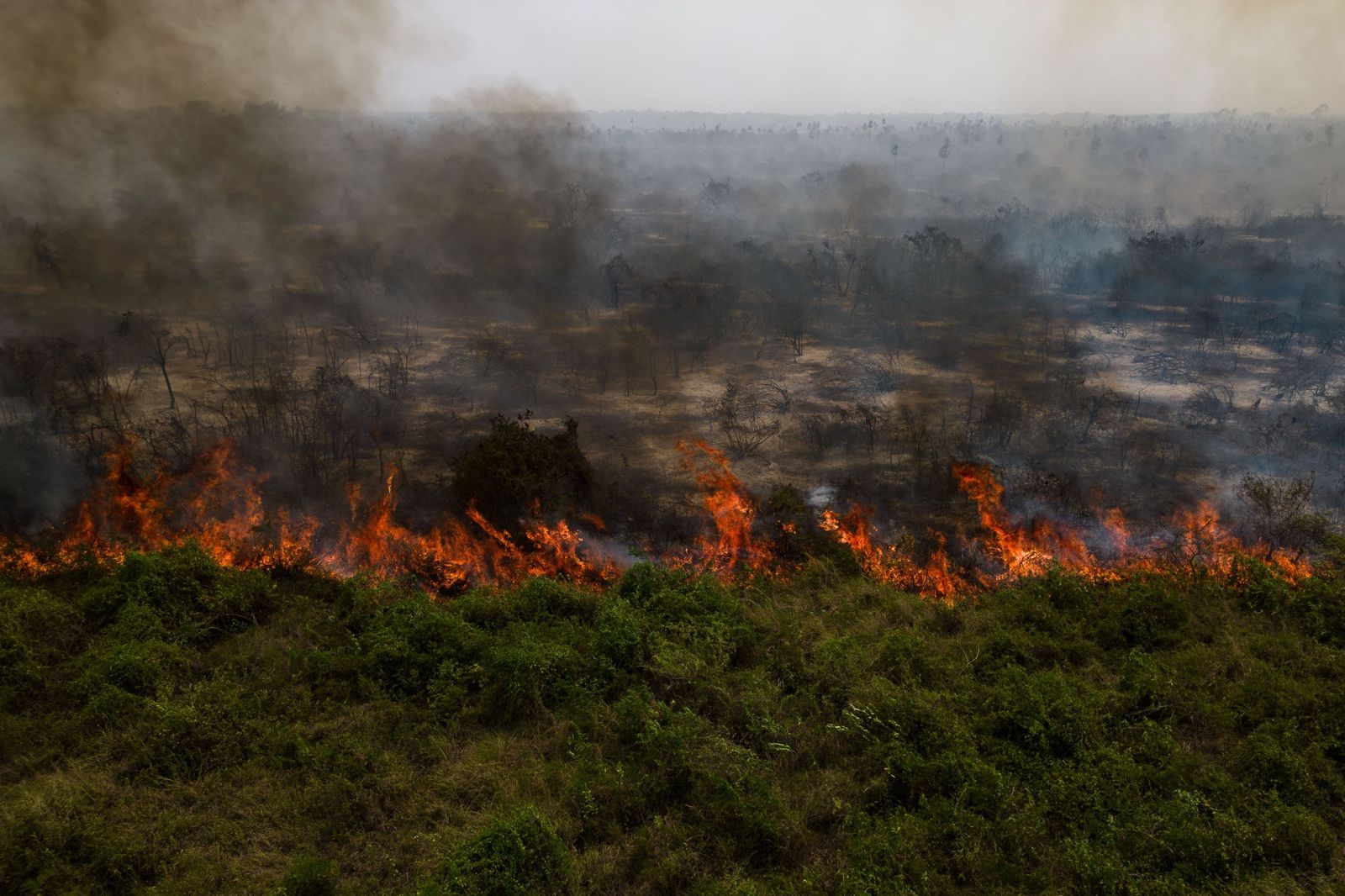 Las llamas convierten en una tumba al aire libre El Pantanal en Brasil