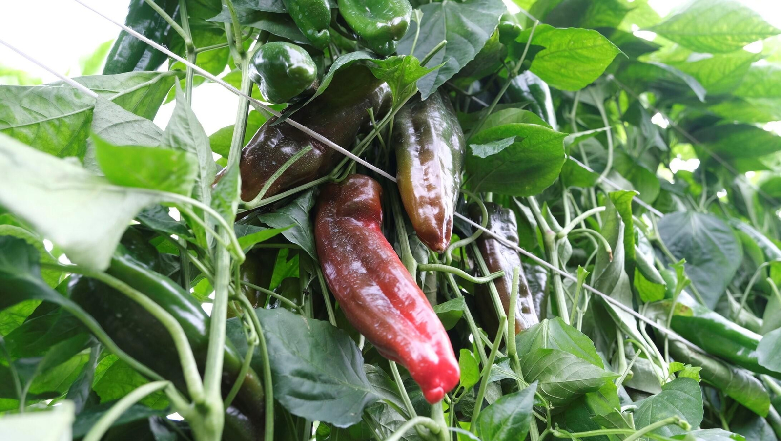 Vea la explotación de pimientos Paco Fernández en La Mojonera