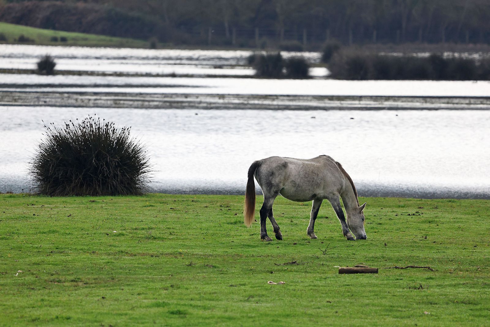 Estado actual en el que se encuentran las Marismas del Rocío tras las últimas lluvias