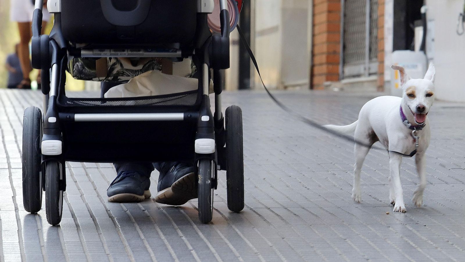 Un perro caminando junto a un carro de bebé