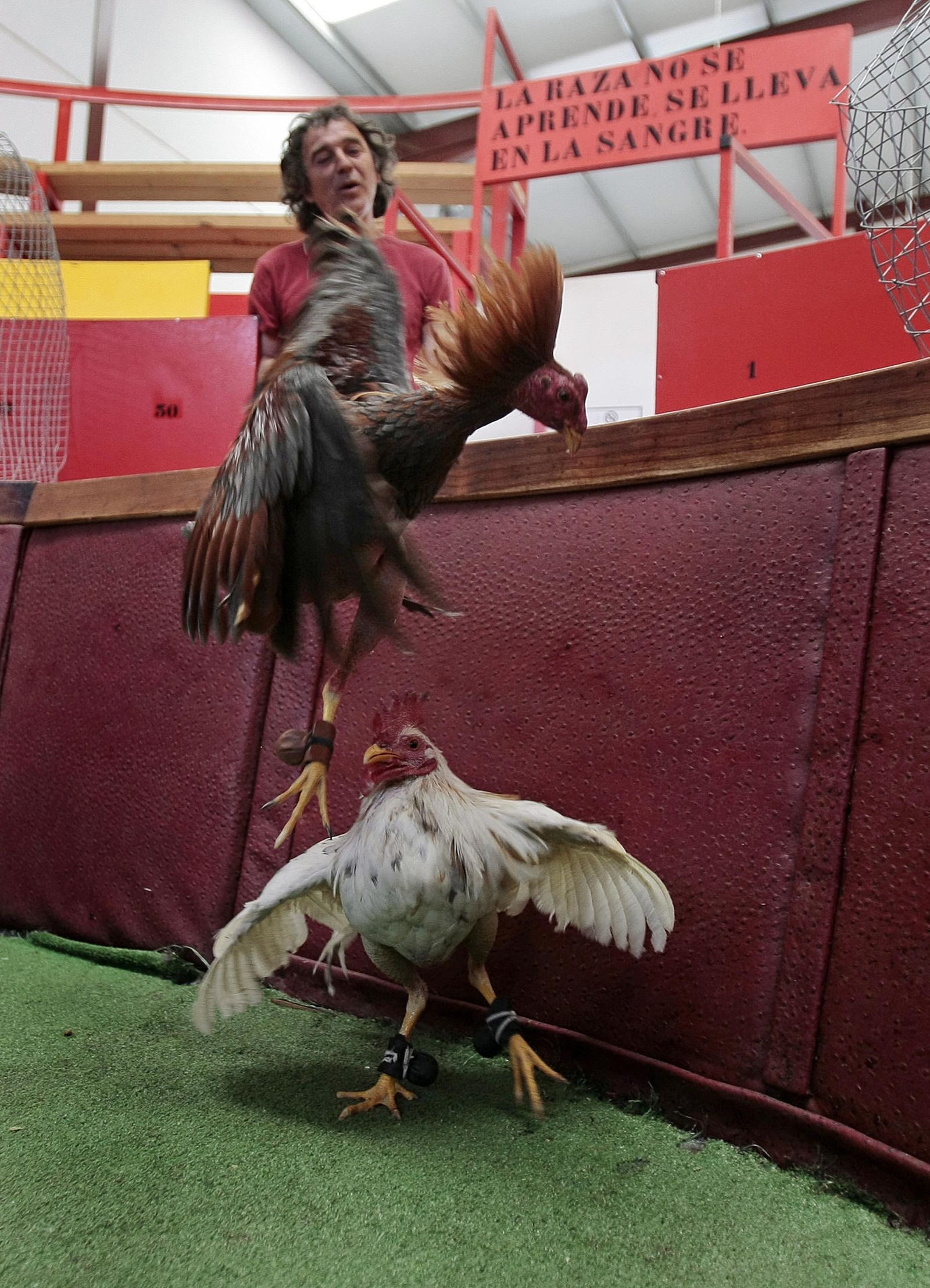 Una imagen de archivo de uno de los reñideros de gallos existentes en la provincia.