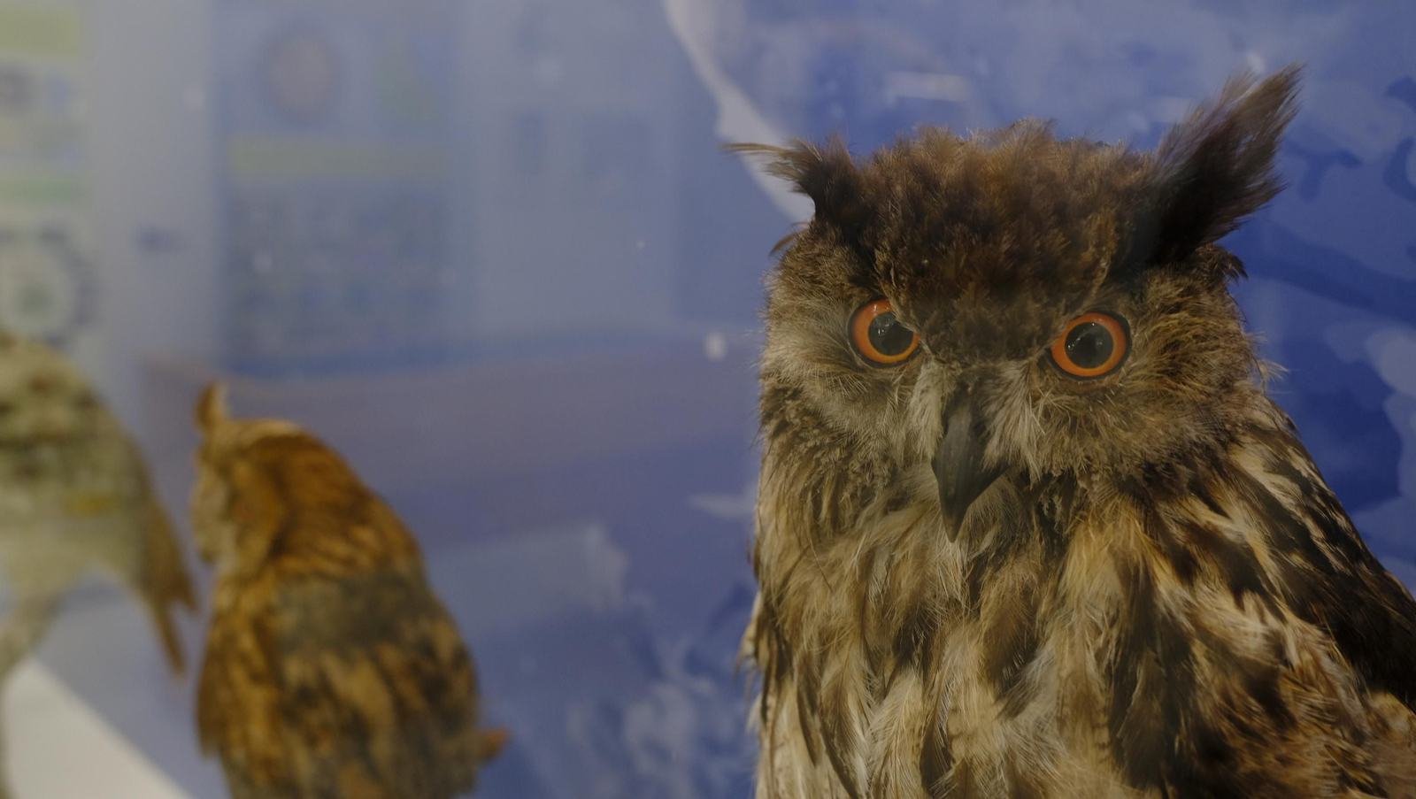 Descubre en estas fotos las maravillas que esconde el Pabellón de Historia Natural de la UAL