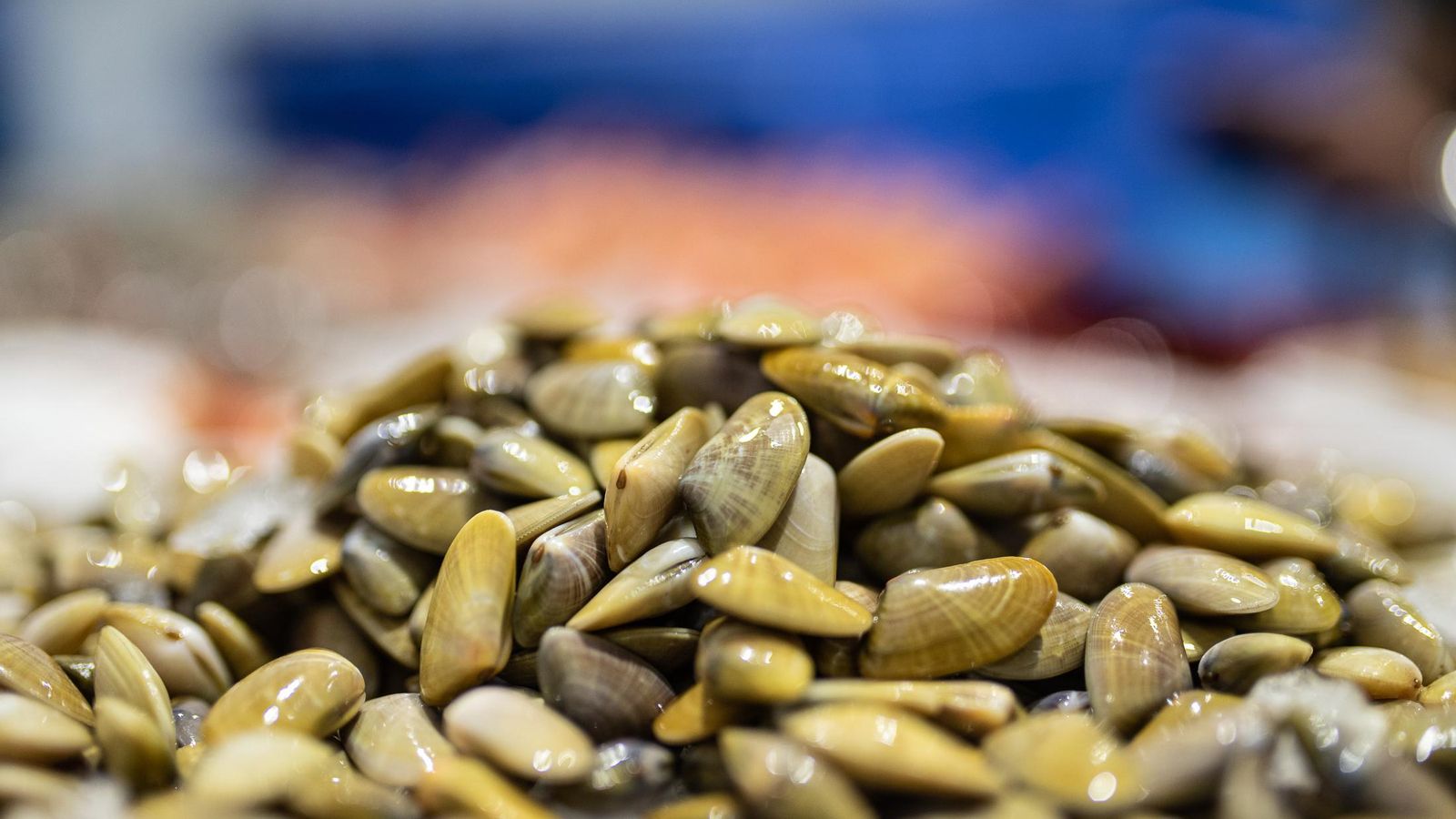 Coquinas de Isla Cristina