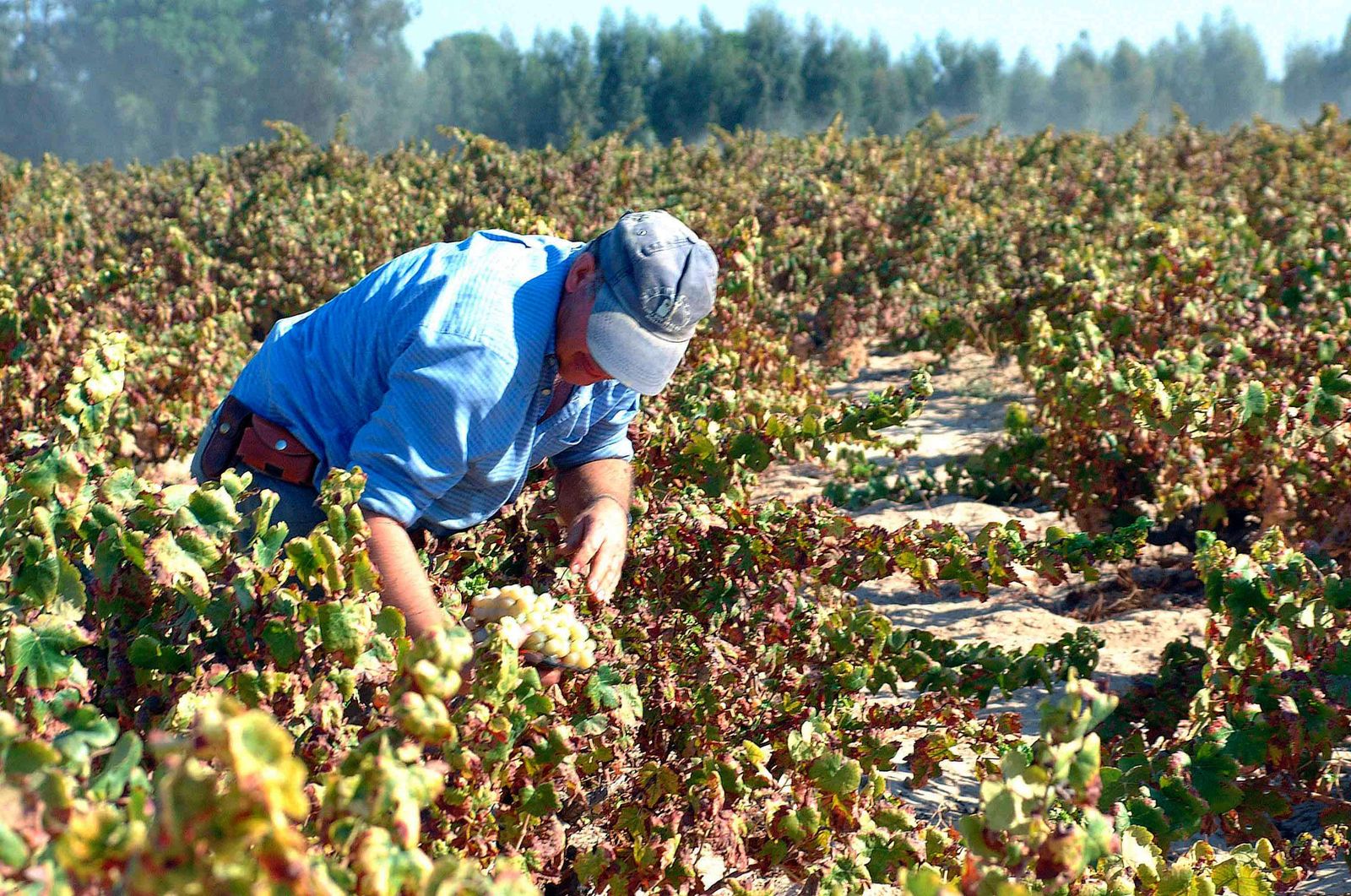 Viñedo  en el Condado de Huelva.