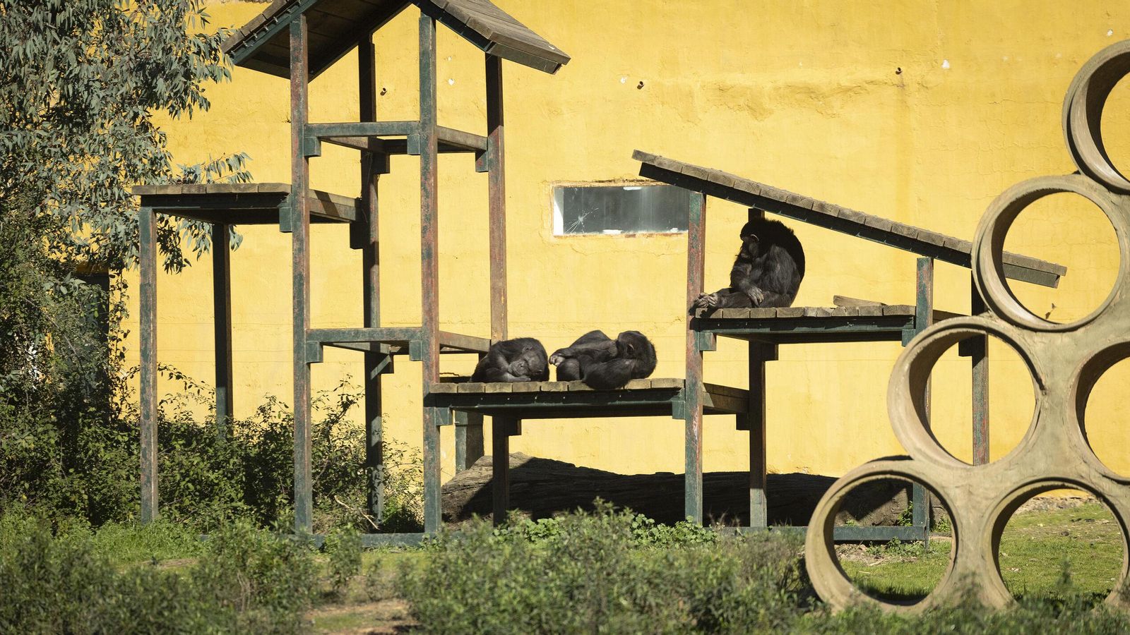 Los chimpancés al sol en la Reserva de El Castillo de las Guardas. Los chimpancés al sol en la Reserva de El Castillo de las Guardas.