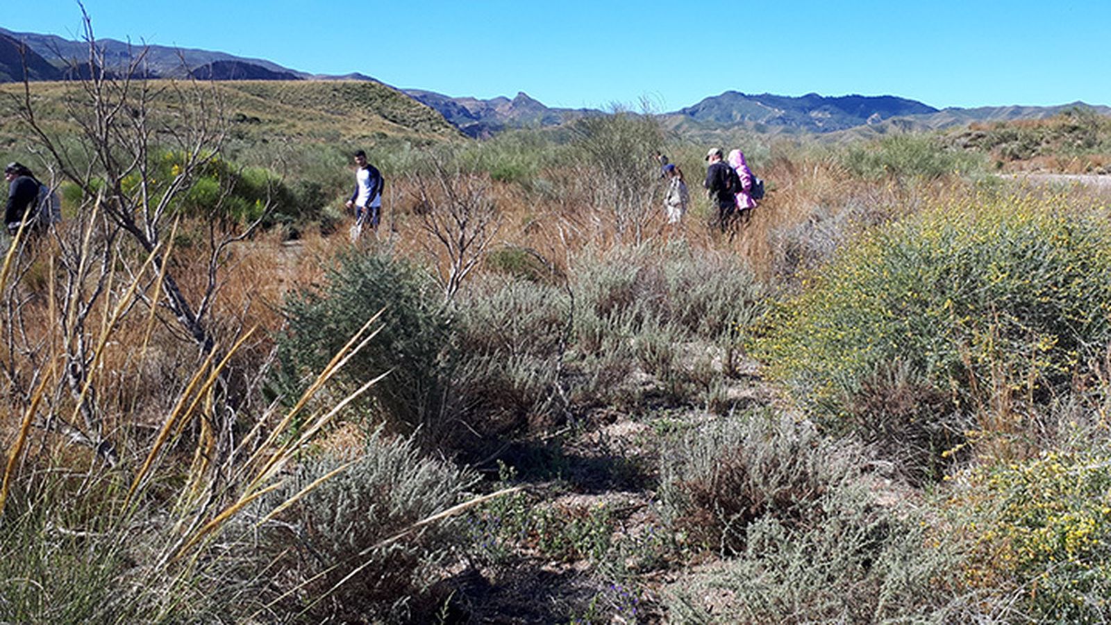 Búsuqueda de tortugas moras.