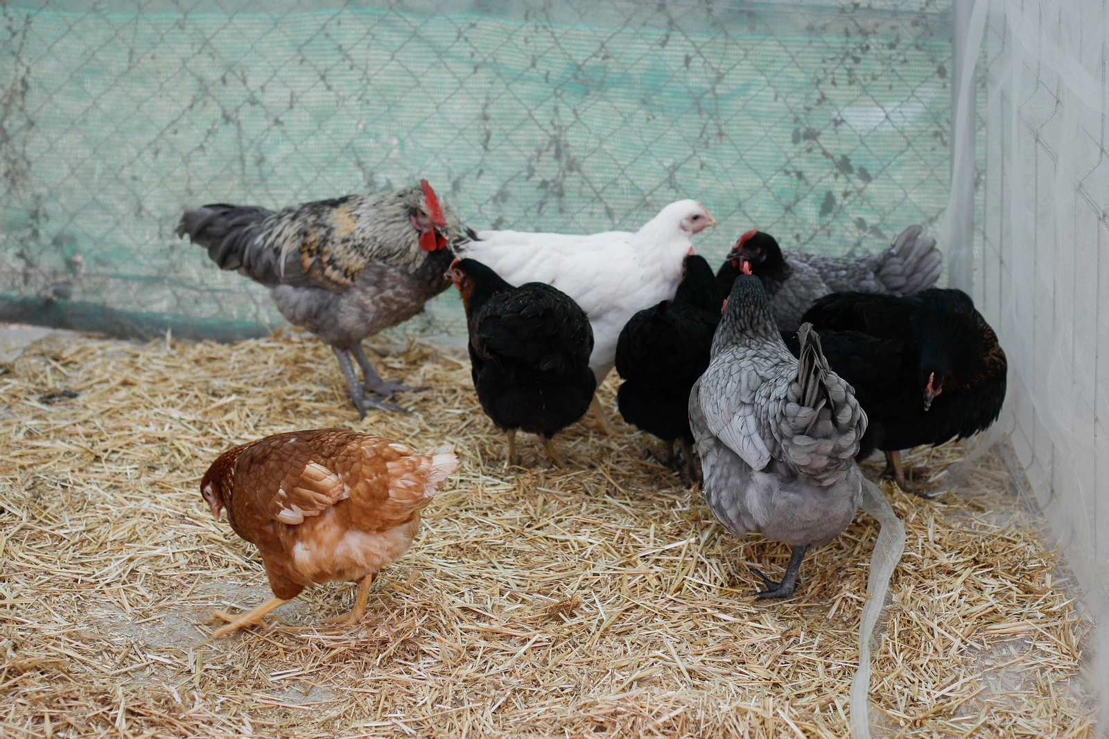 Galería de la Feria  de ganado en Tarambana