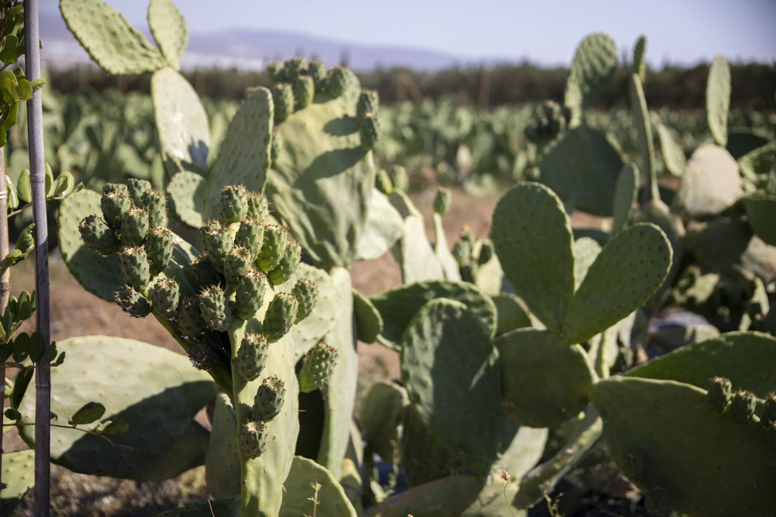 Plantación de chumbos de Níjar