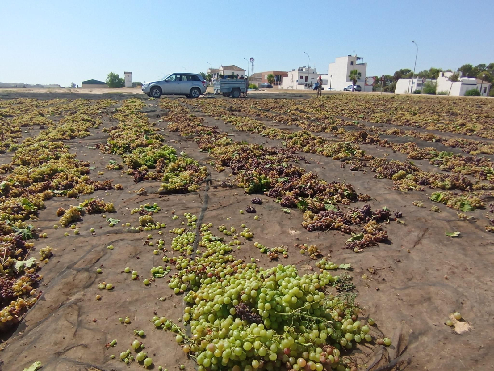 Una pasera en Montilla.