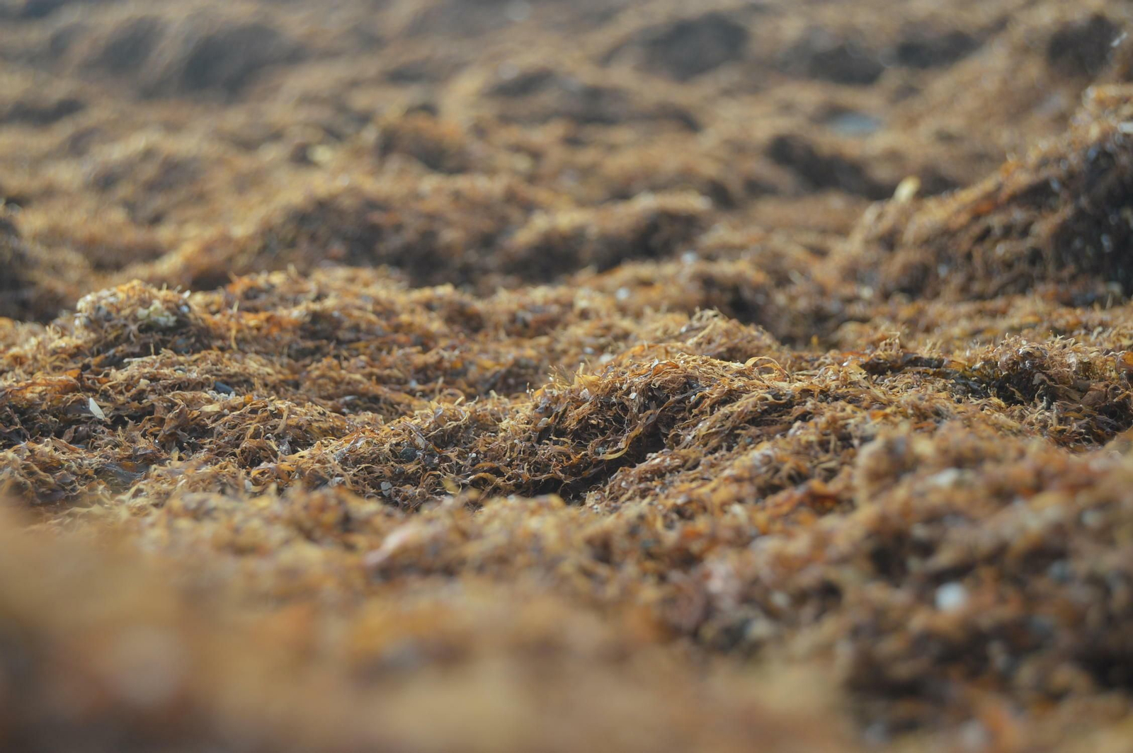 Fotos de la alga asiática en la Costa del Sol