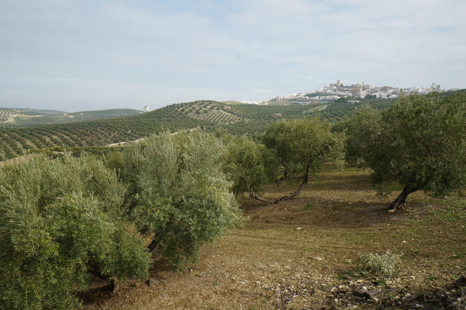 Vista del caserío de Espejo desde los olivares del Guadajoz.