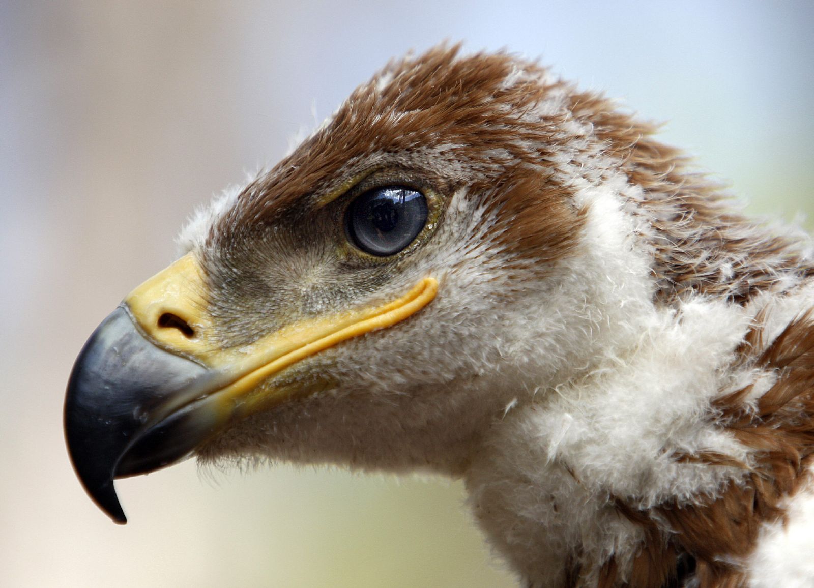 Un águila imperial en Doñana.