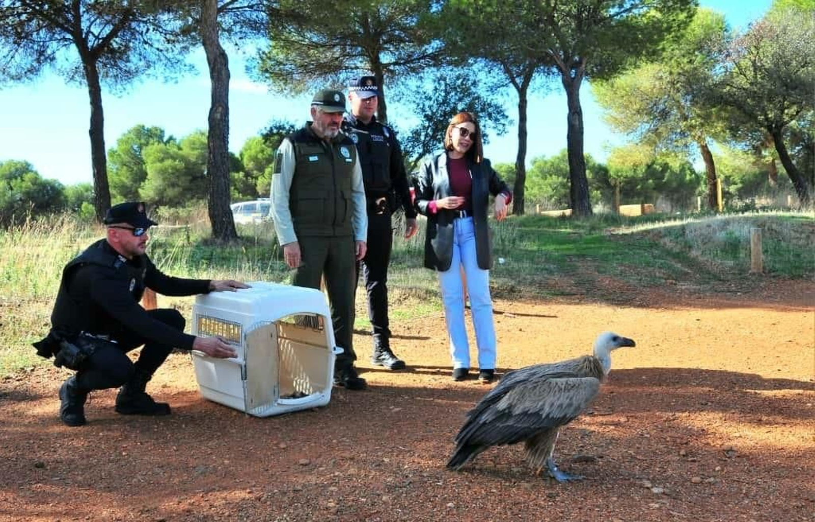 Momento de liberación del animal.