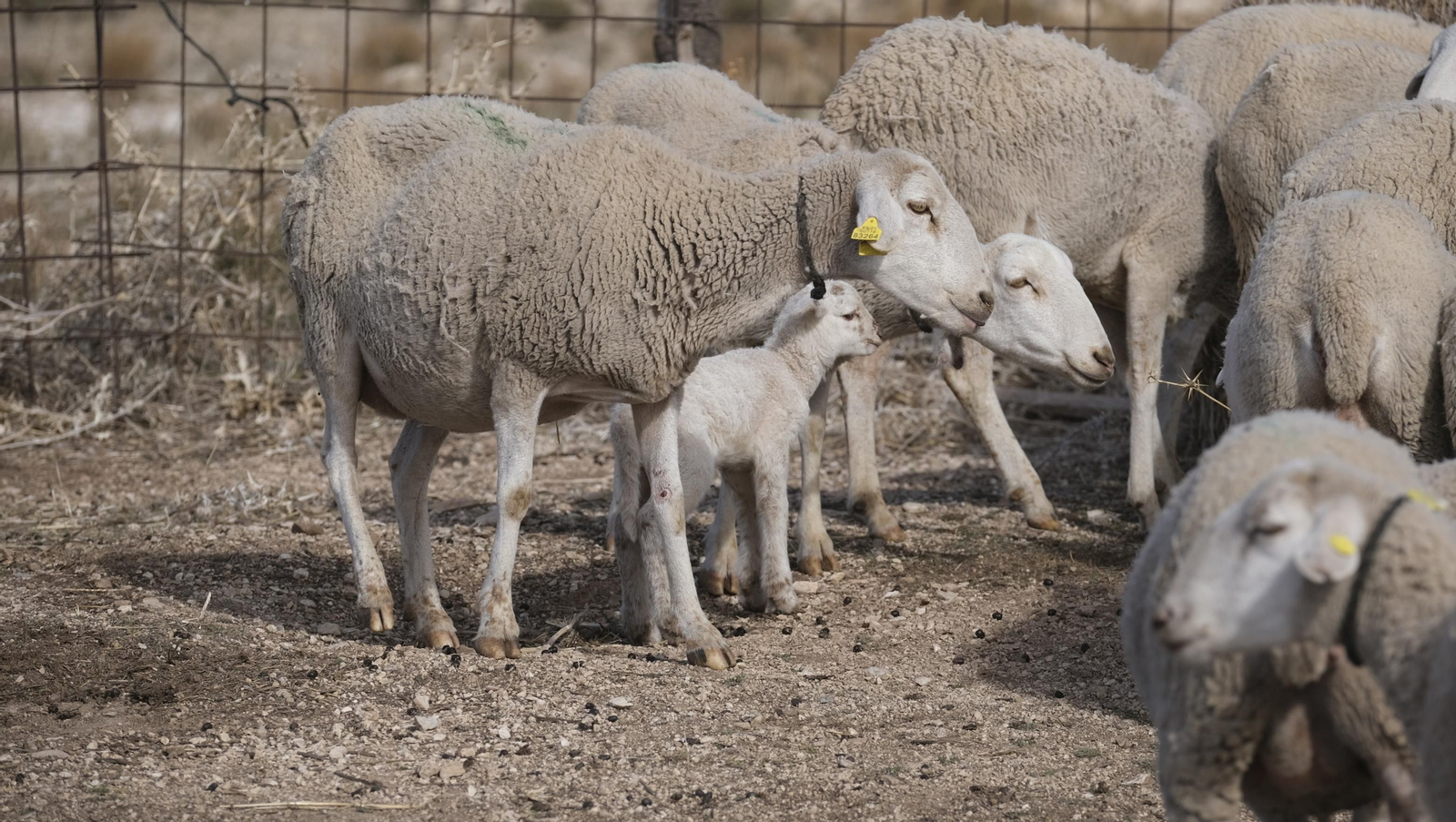 Fotogalería de la ganadería tradicional de Vélez Rubio, las imágenes más tiernas de los corderos recién nacidos
