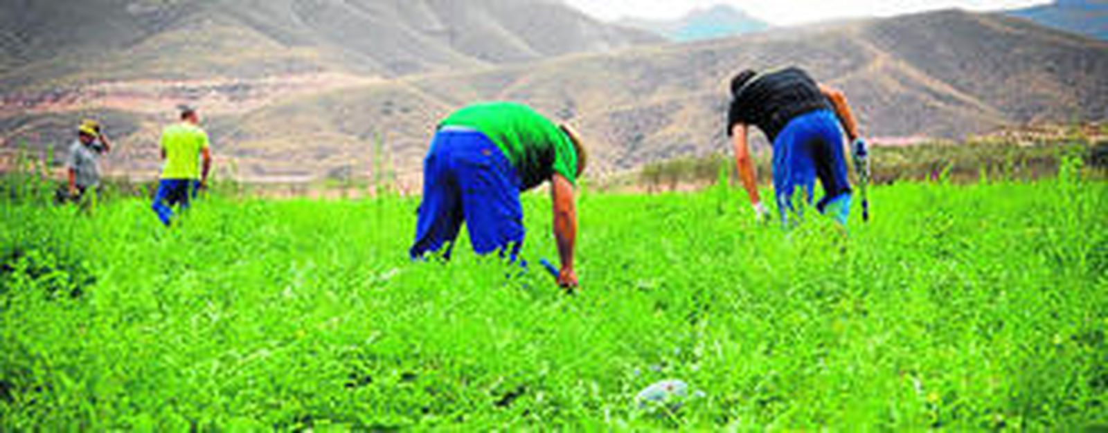 Explotación de Agrupaejido en el interior de la provincia de Almería, en un cultivo al aire libre.