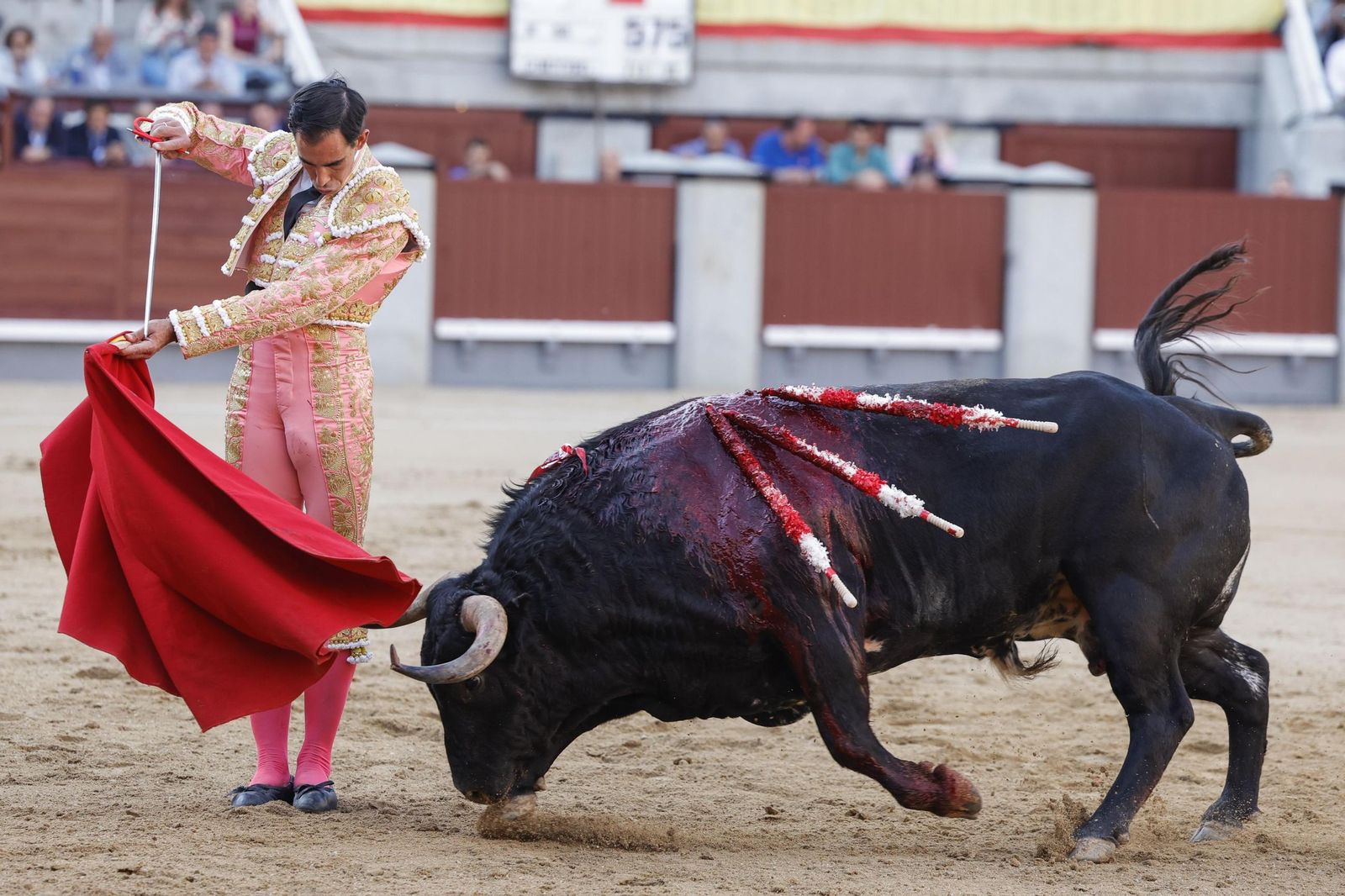 Comienzo de faena del diestro Saúl Jiménez Fortes el pasado San Isidro, en la plaza de Las Ventas de Madrid.