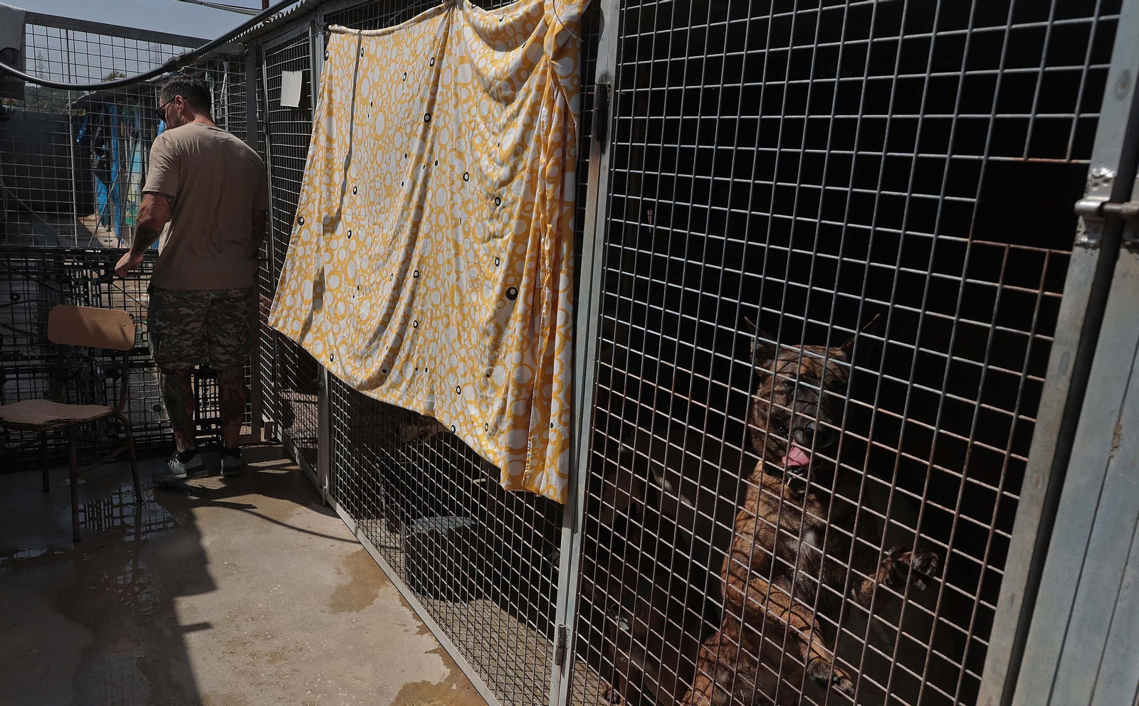 Imágenes de la protectora de animales del Campo de Gibraltar en Los Barrios