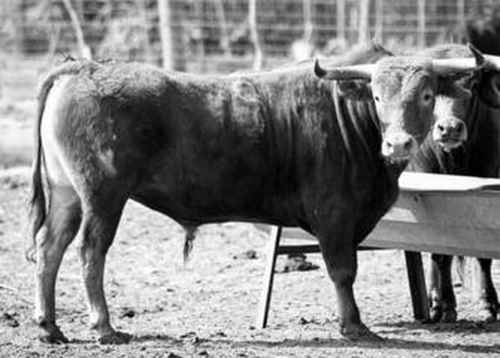 Un par de novillos se alimentan en un comedero tradicional, en una ganadería de lidia andaluza.