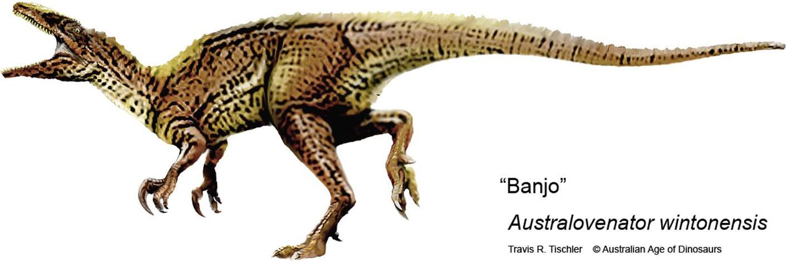 Descubren tres nuevas especies de dinosaurio en Australia