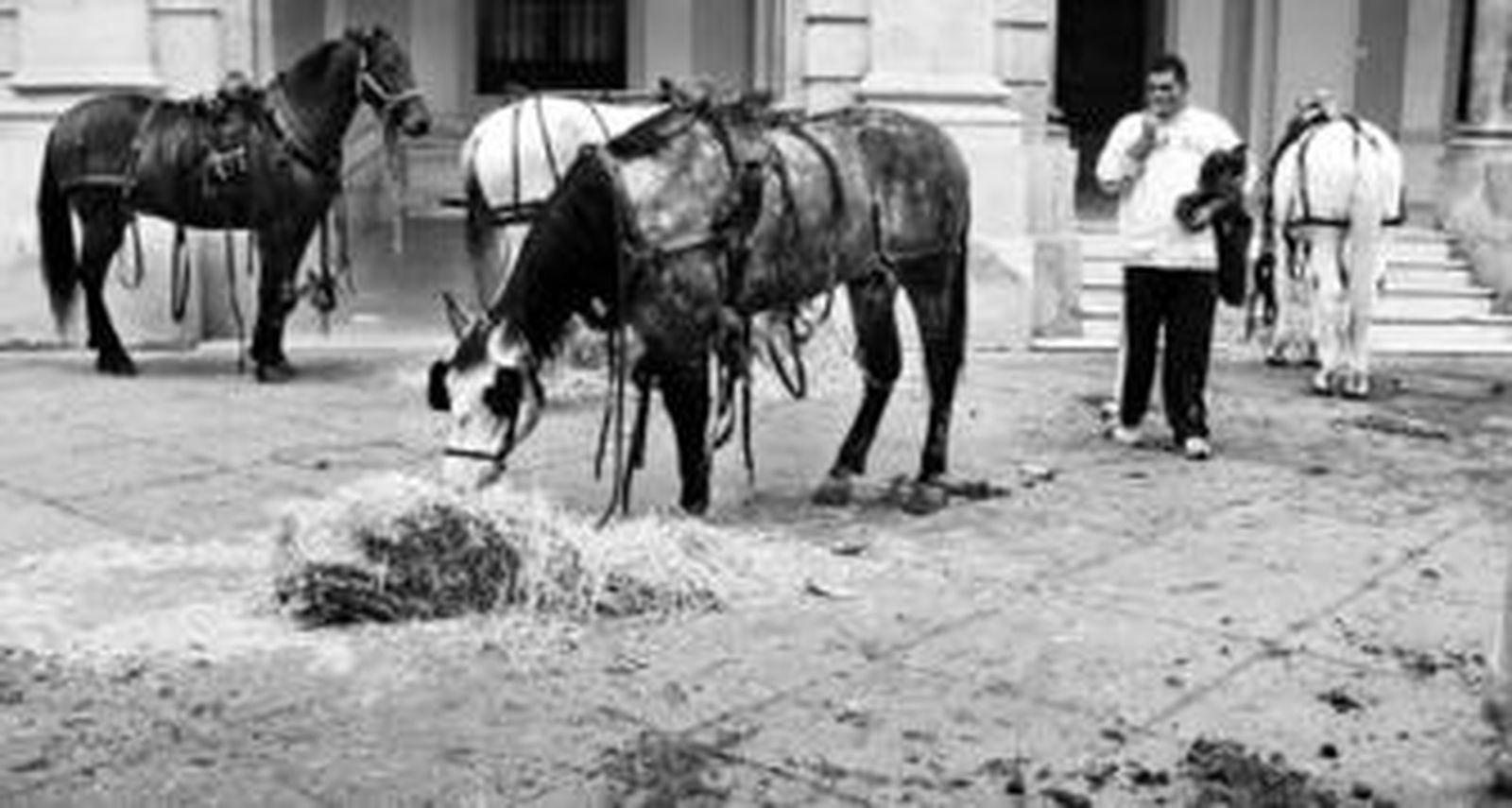 Varios caballos pastan en las puertas del Consistorio, a primera hora de la tarde de ayer.