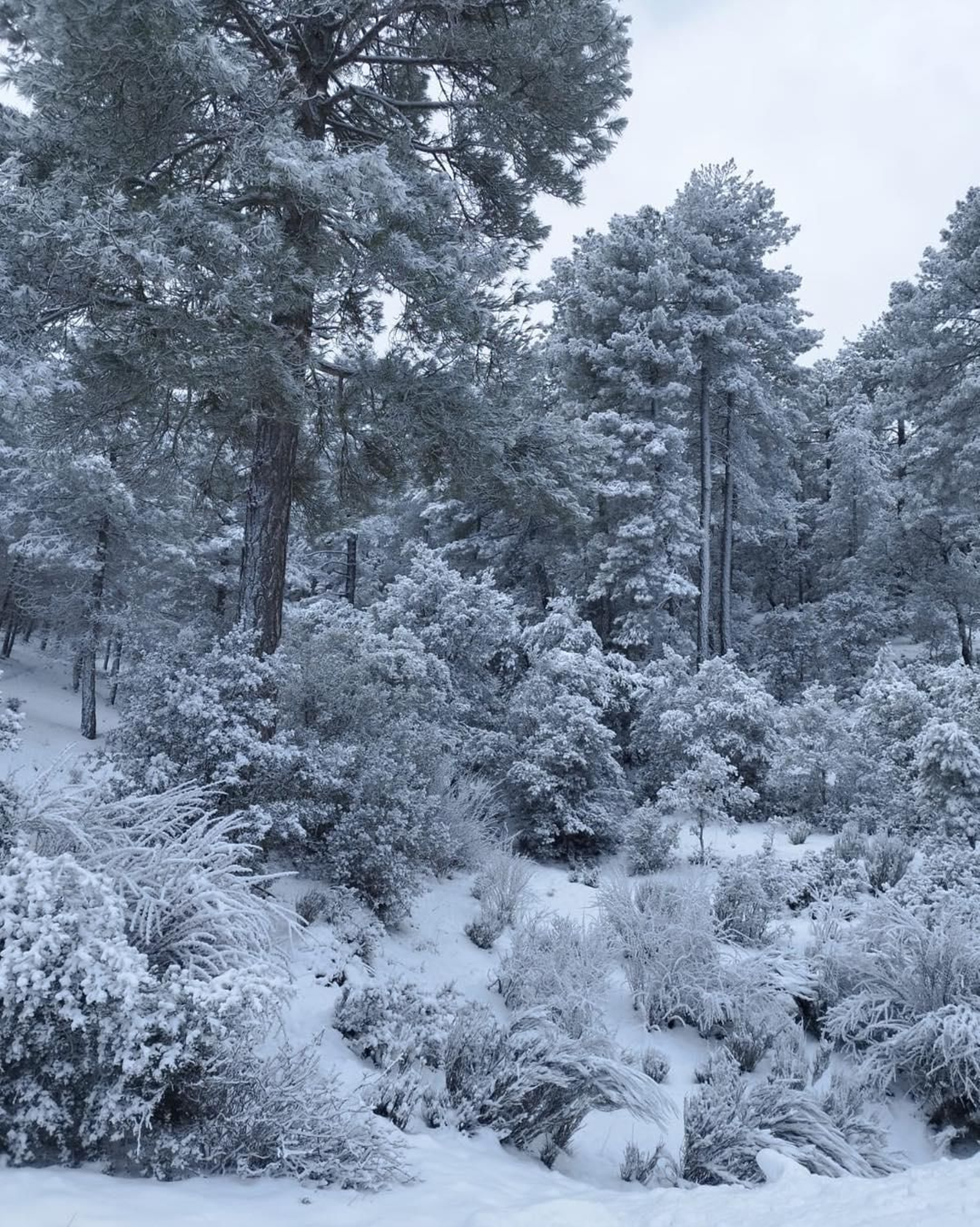 La nieve llega hasta las zonas más altas de la sierra jiennense, en imágenes
