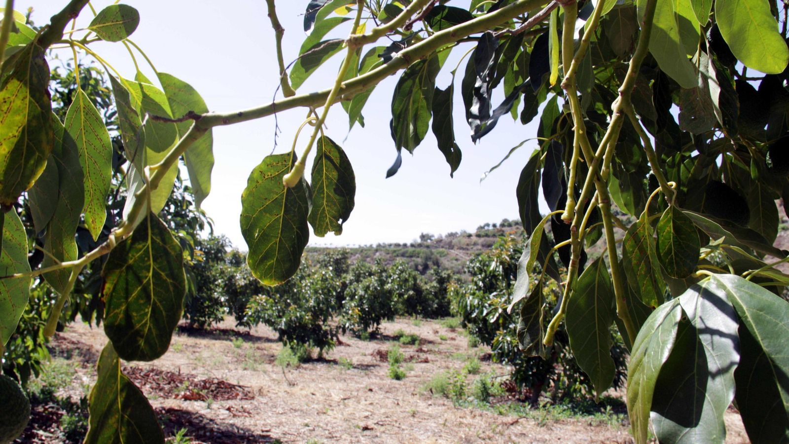Una plantación de aguacates en la Axarquía Una plantación de aguacates en la Axarquía