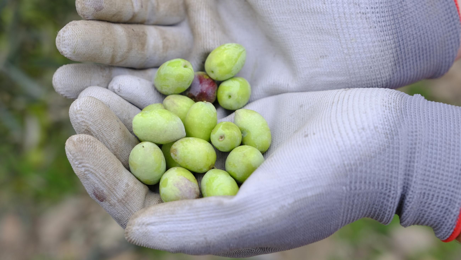 Época de recogida de aceitunas, en imágenes