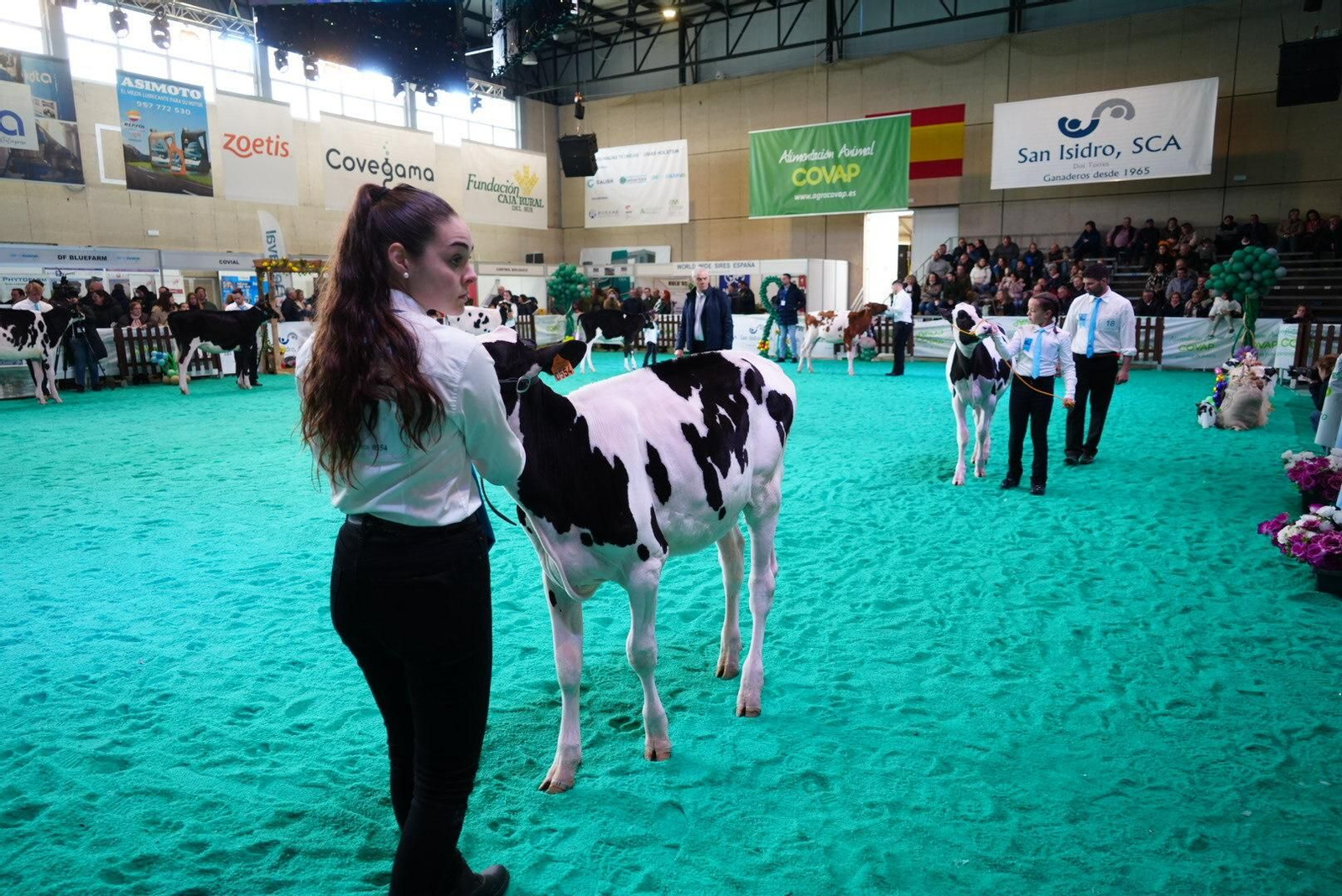 El Gran Campeonato de Novillas de la XVI Feria de Ganado Frisón Usías Holsteins de Dos Torres, en imágenes