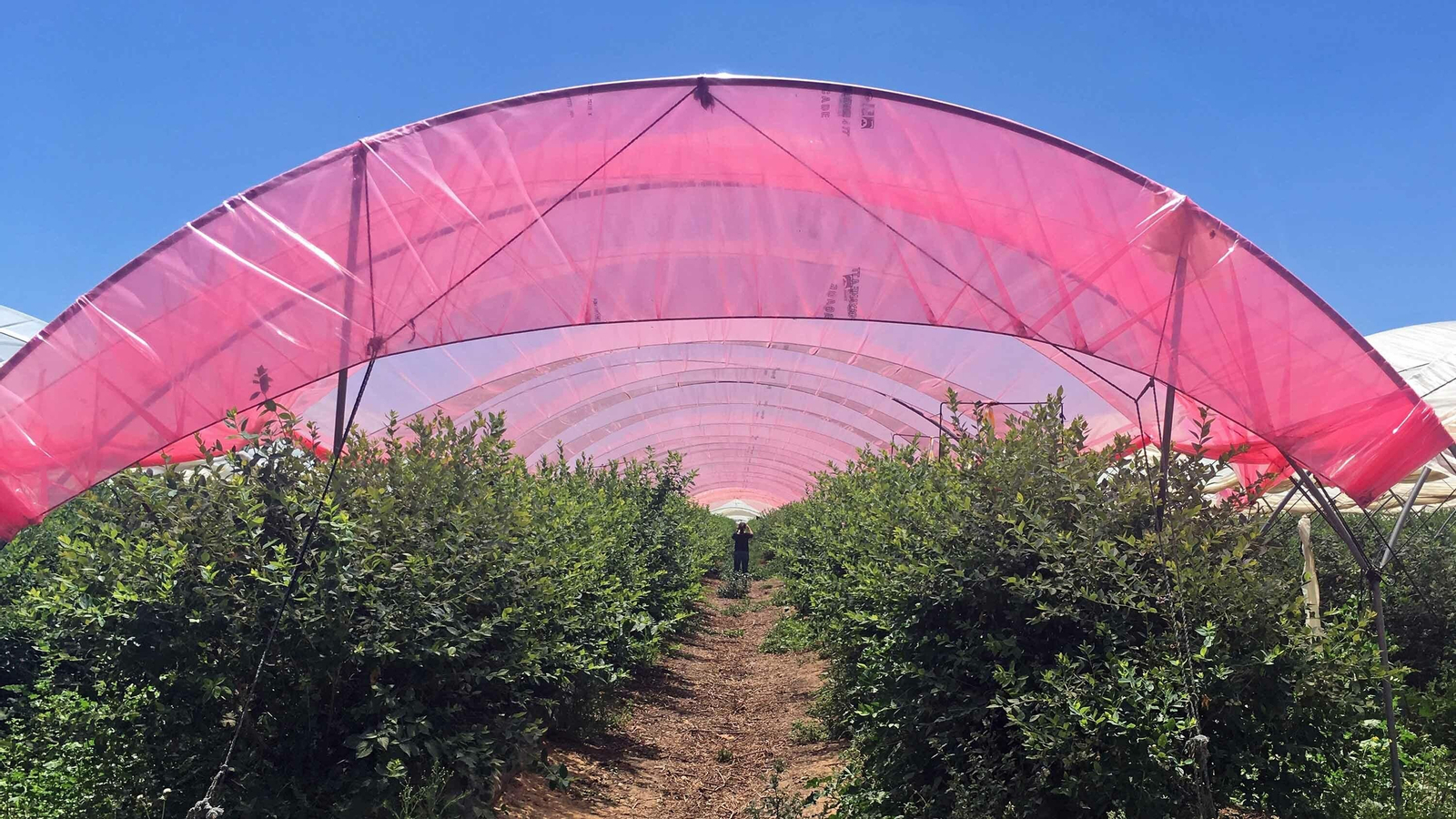Imágenes de los plásticos luminiscentes que mejora el rendimiento de los frutos rojos en Huelva Imágenes de los plásticos luminiscentes que mejora el rendimiento de los frutos rojos en Huelva