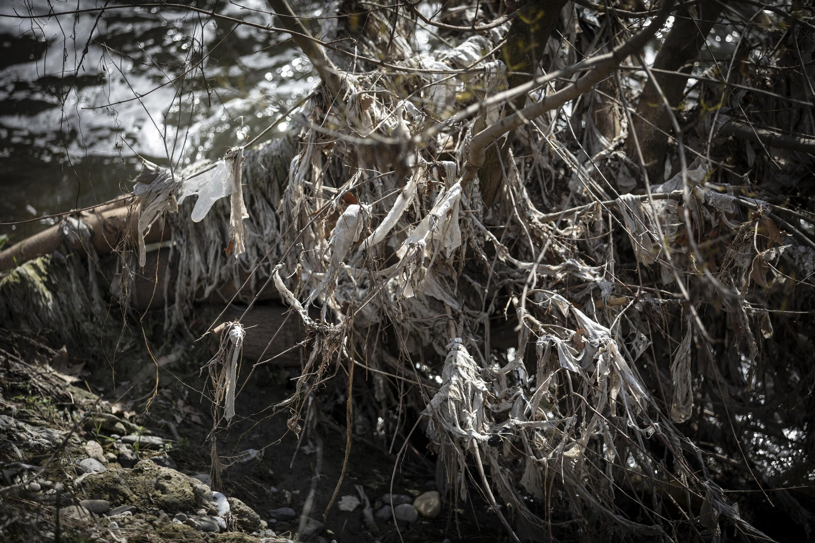 Fotos del 'cementerio' de toallitas que se acumula junto al río Genil en Granada