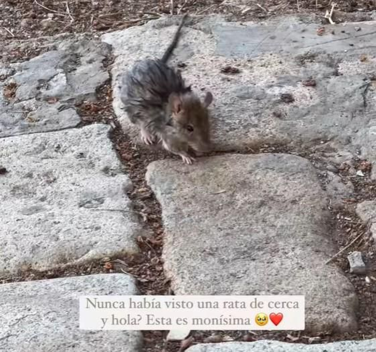 'Storie' de Lola Lolita en Instagram